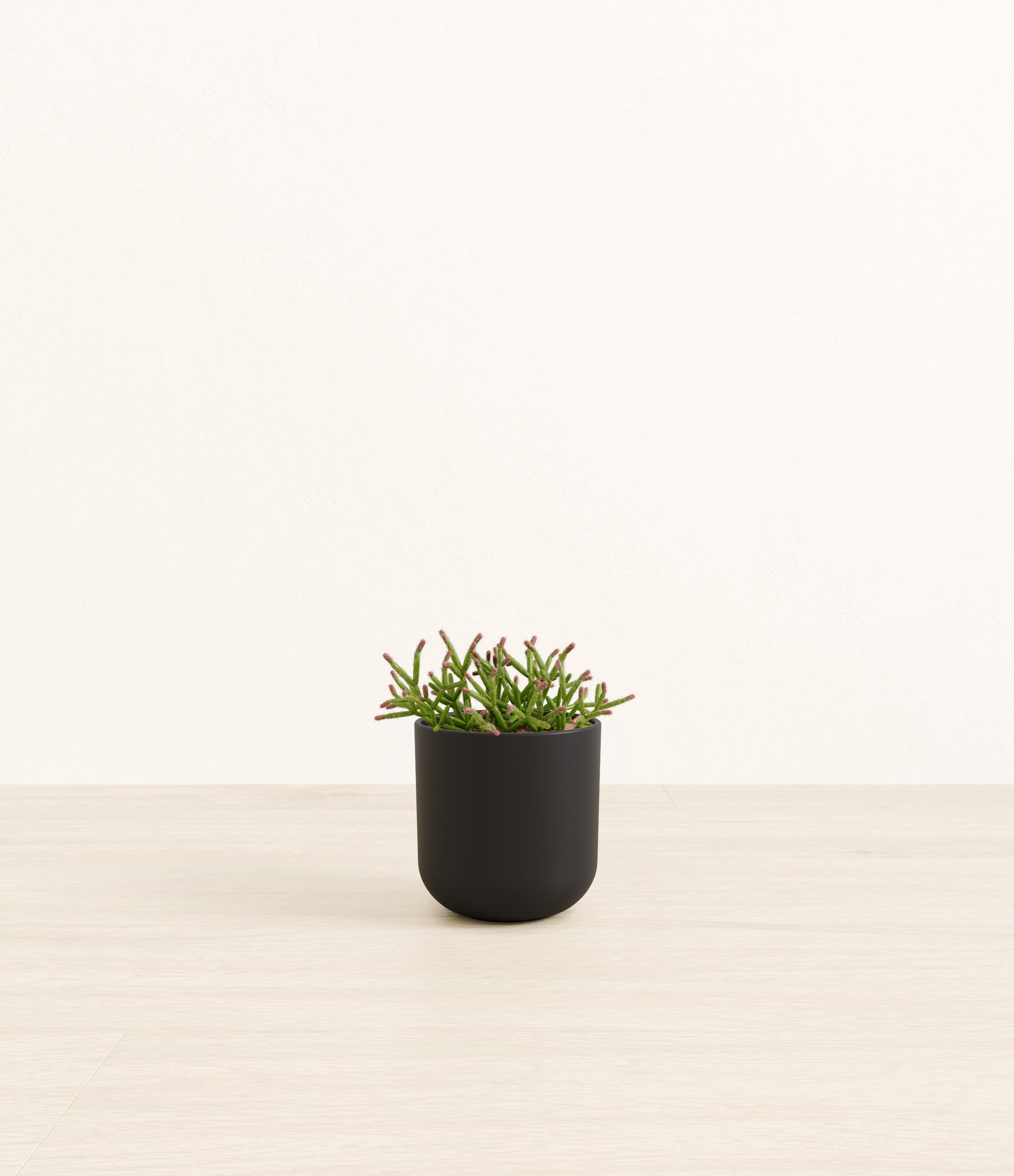 Mistletoe Cactus plant