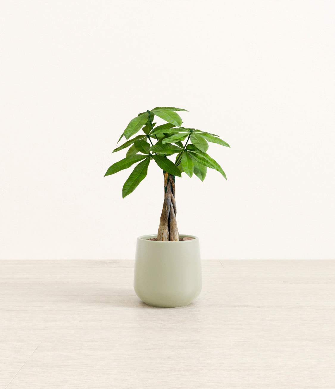 Money Tree plant