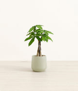 Money Tree plant