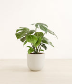 Monstera plant
