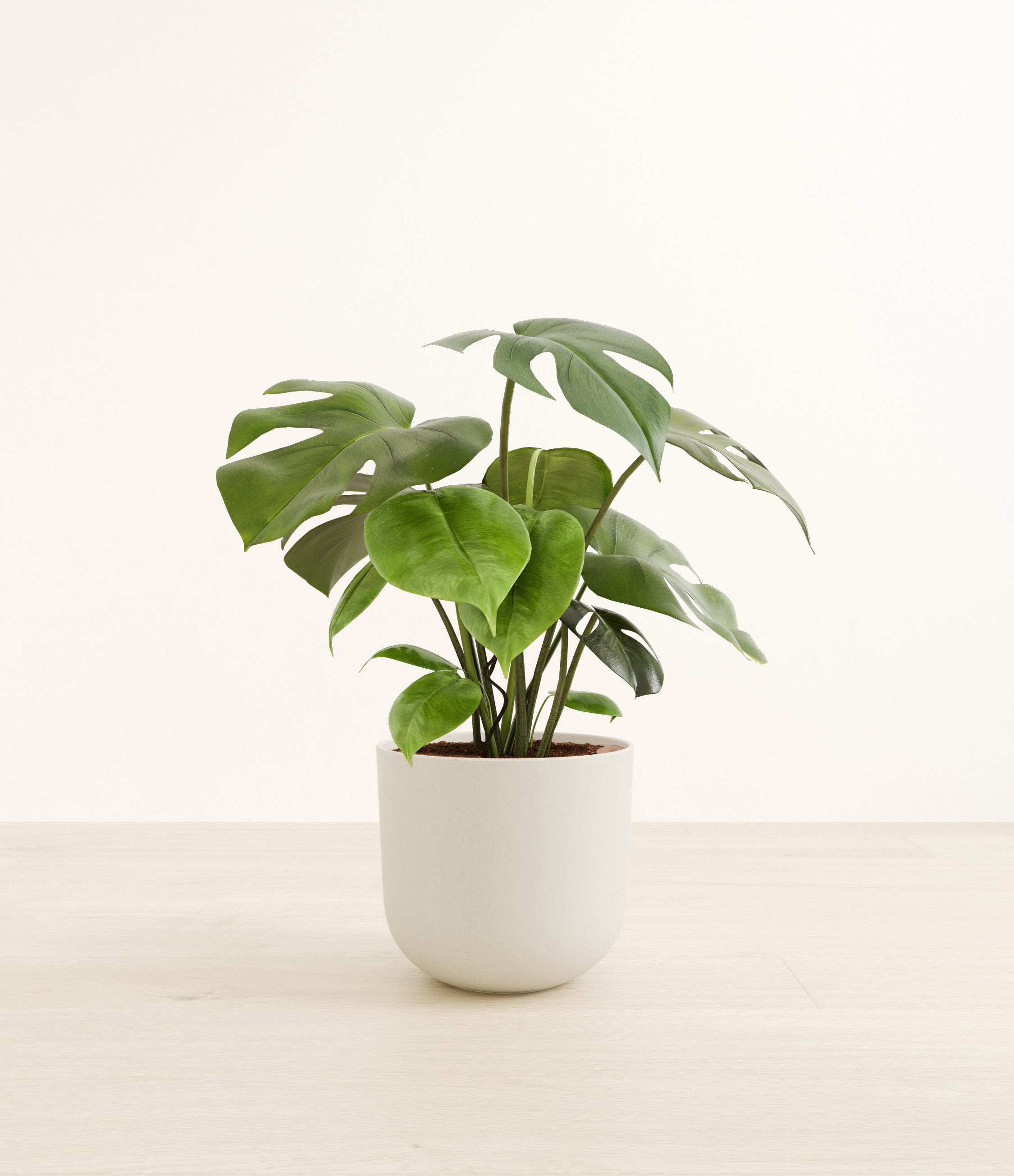 Monstera plant
