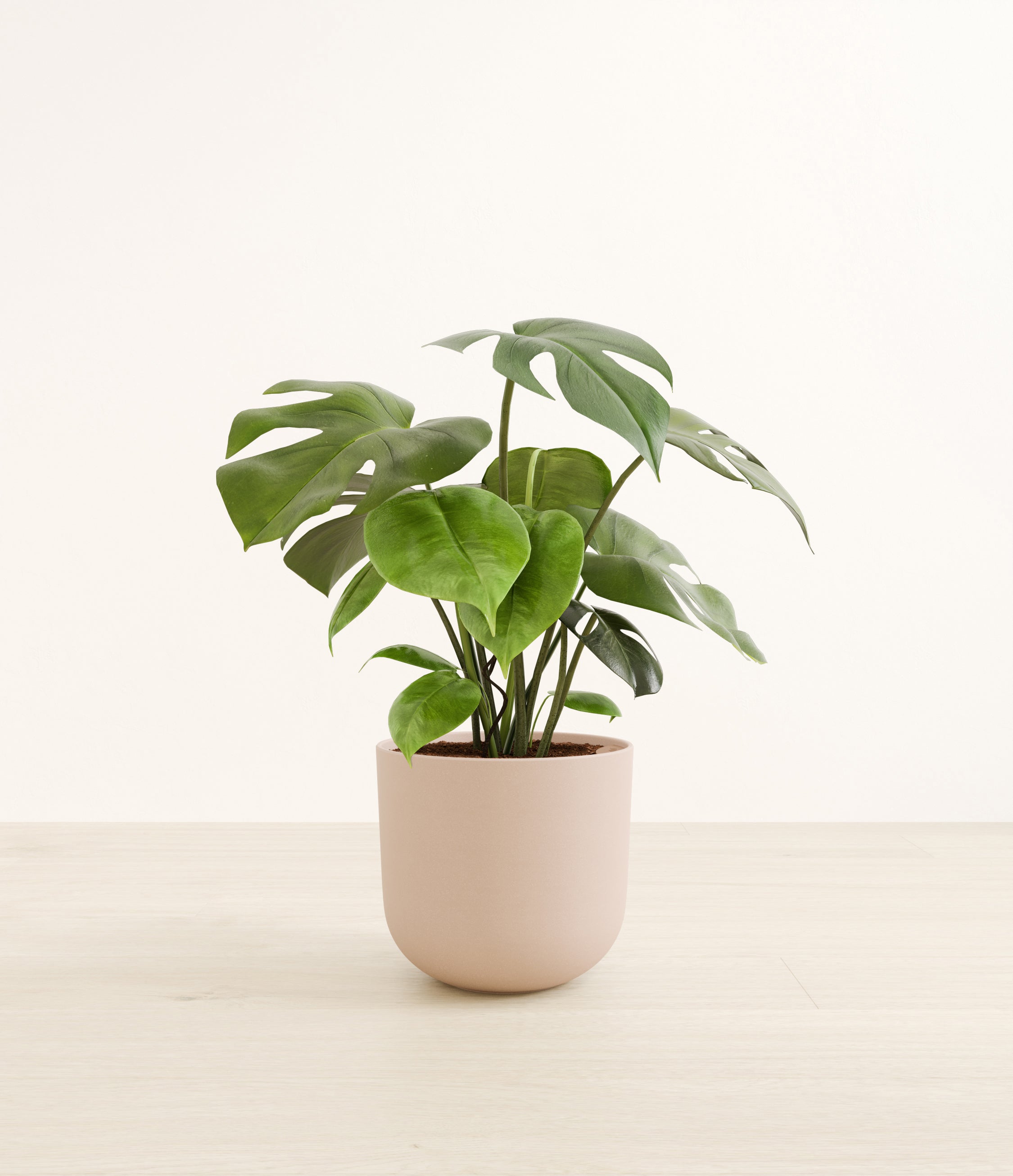 Monstera plant