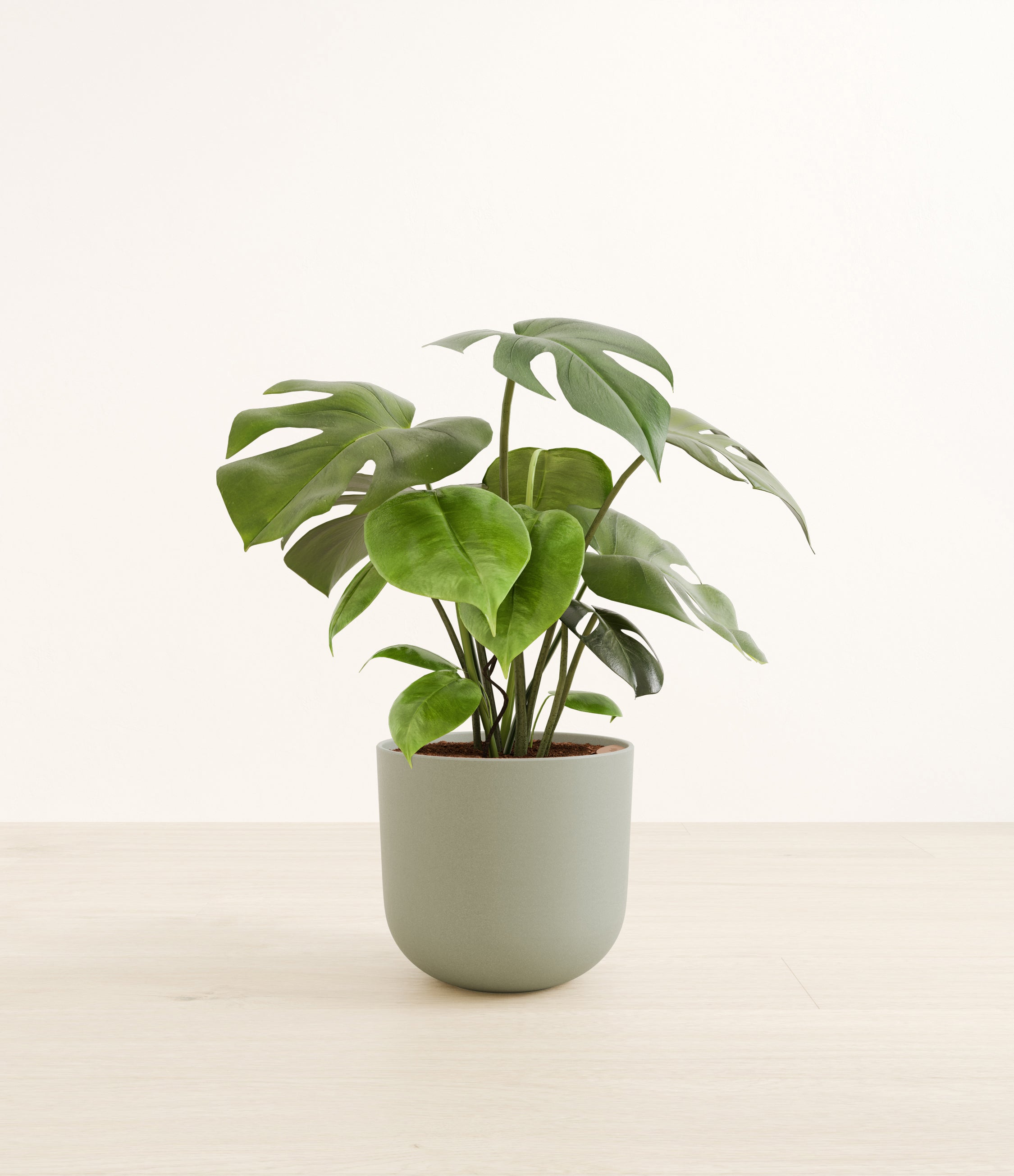 Monstera plant