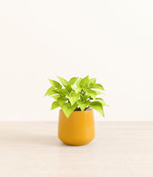 Neon Pothos plant
