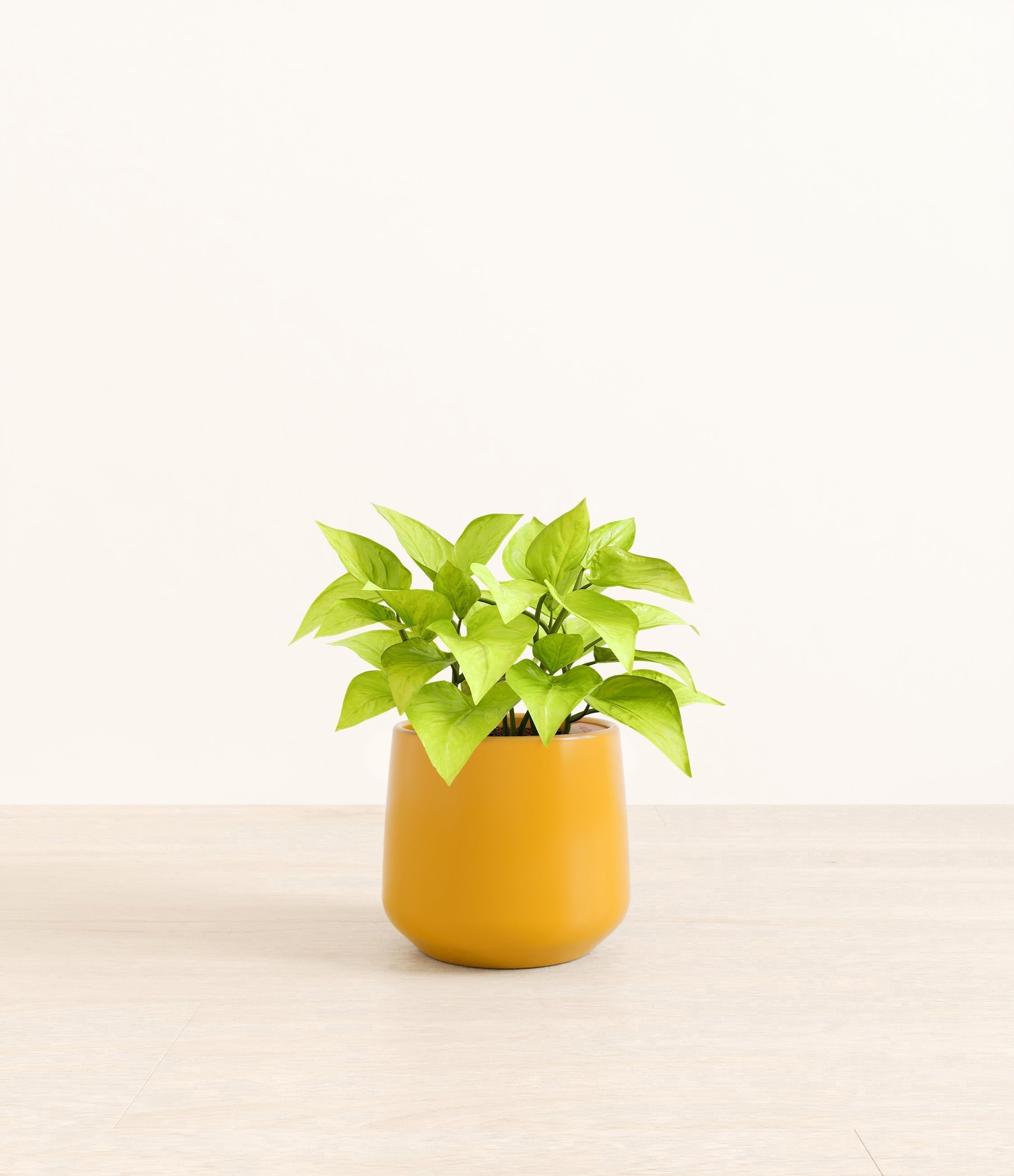 Neon Pothos plant