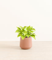 Neon Pothos plant