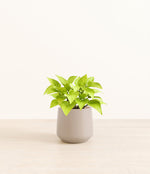 Neon Pothos plant