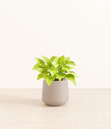 Neon Pothos plant