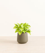 Neon Pothos plant