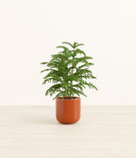 Norfolk Pine plant