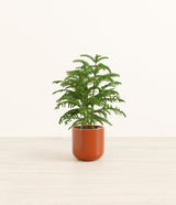 Norfolk Pine plant
