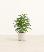 Norfolk Pine plant
