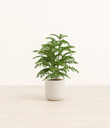 Norfolk Pine plant
