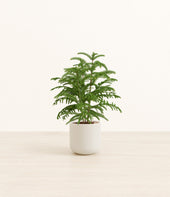 Norfolk Pine plant