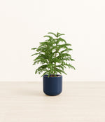 Norfolk Pine plant