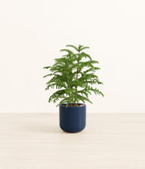 Norfolk Pine plant