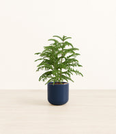 Norfolk Pine plant