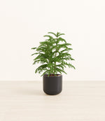 Norfolk Pine plant