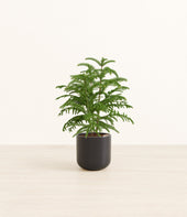 Norfolk Pine plant