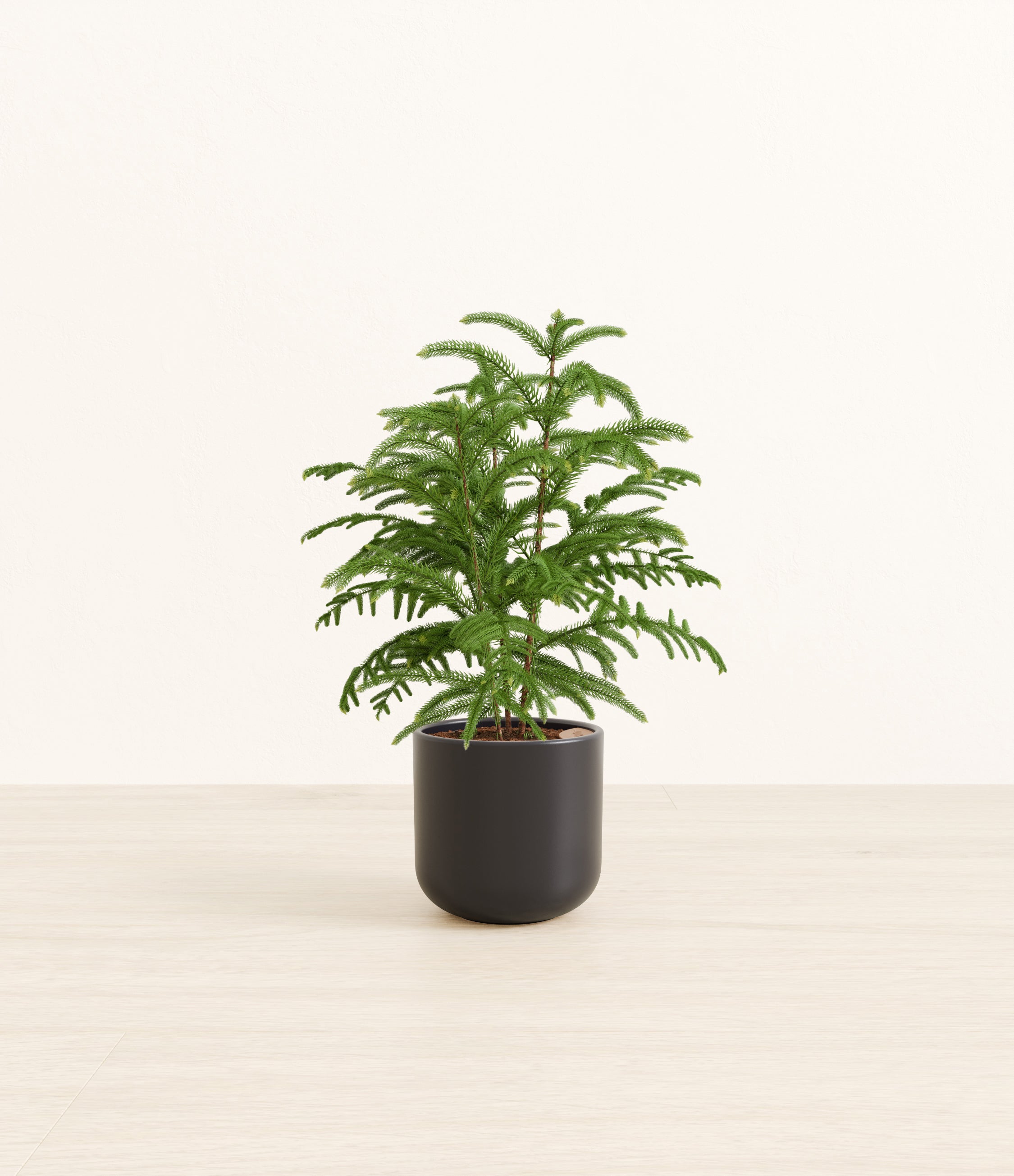 Norfolk Pine plant