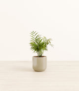 Parlor Palm plant