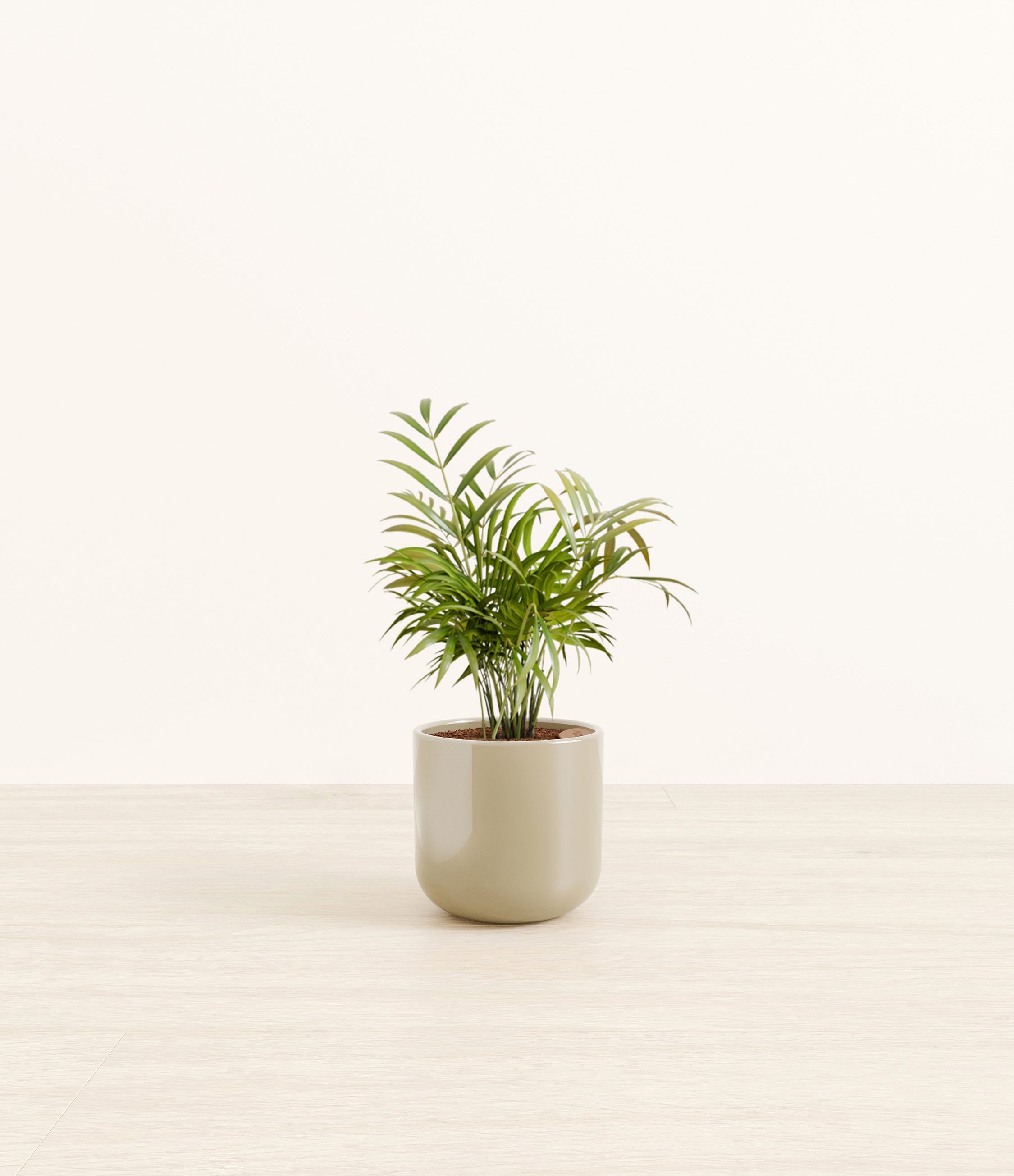 Parlor Palm plant