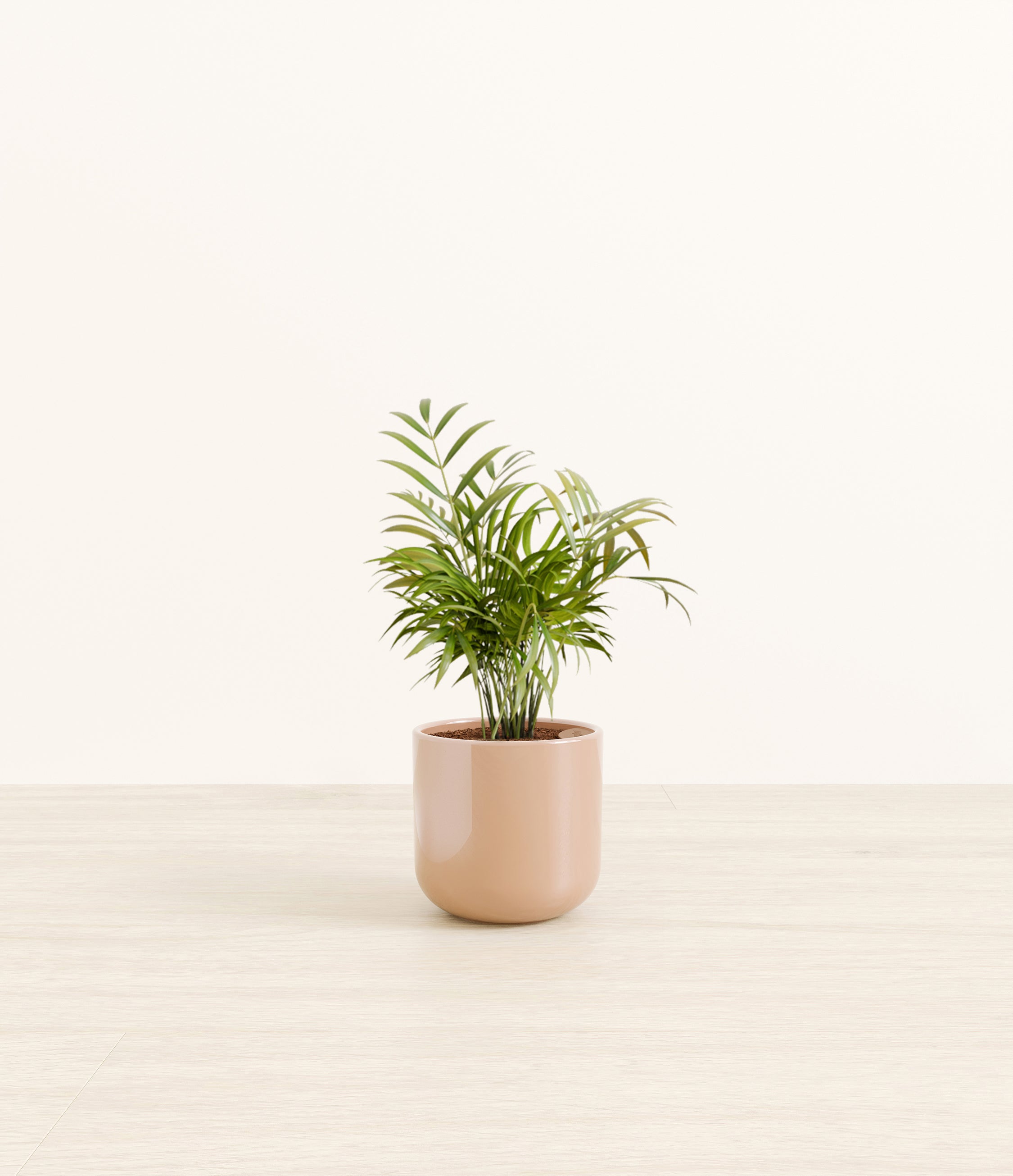 Parlor Palm plant