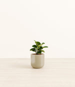 Peperomia plant