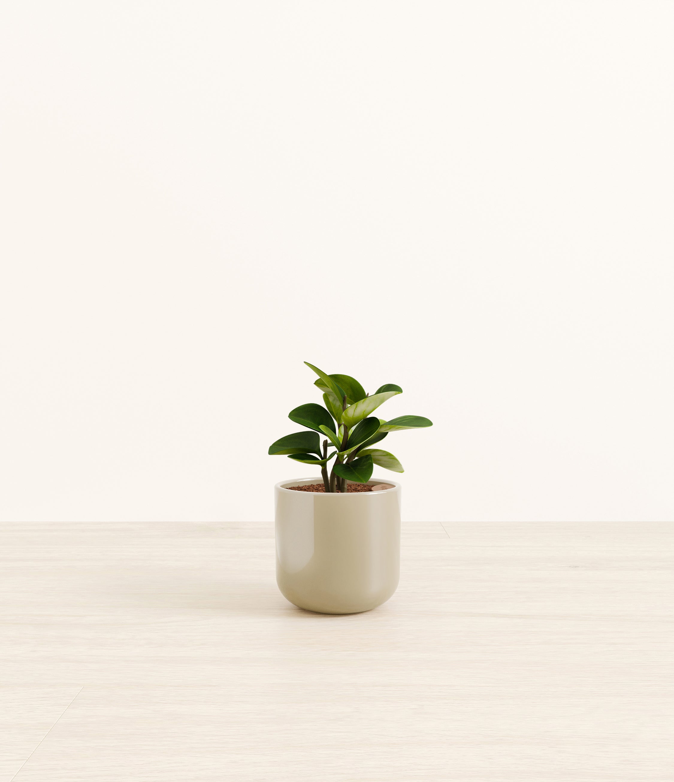 Peperomia plant