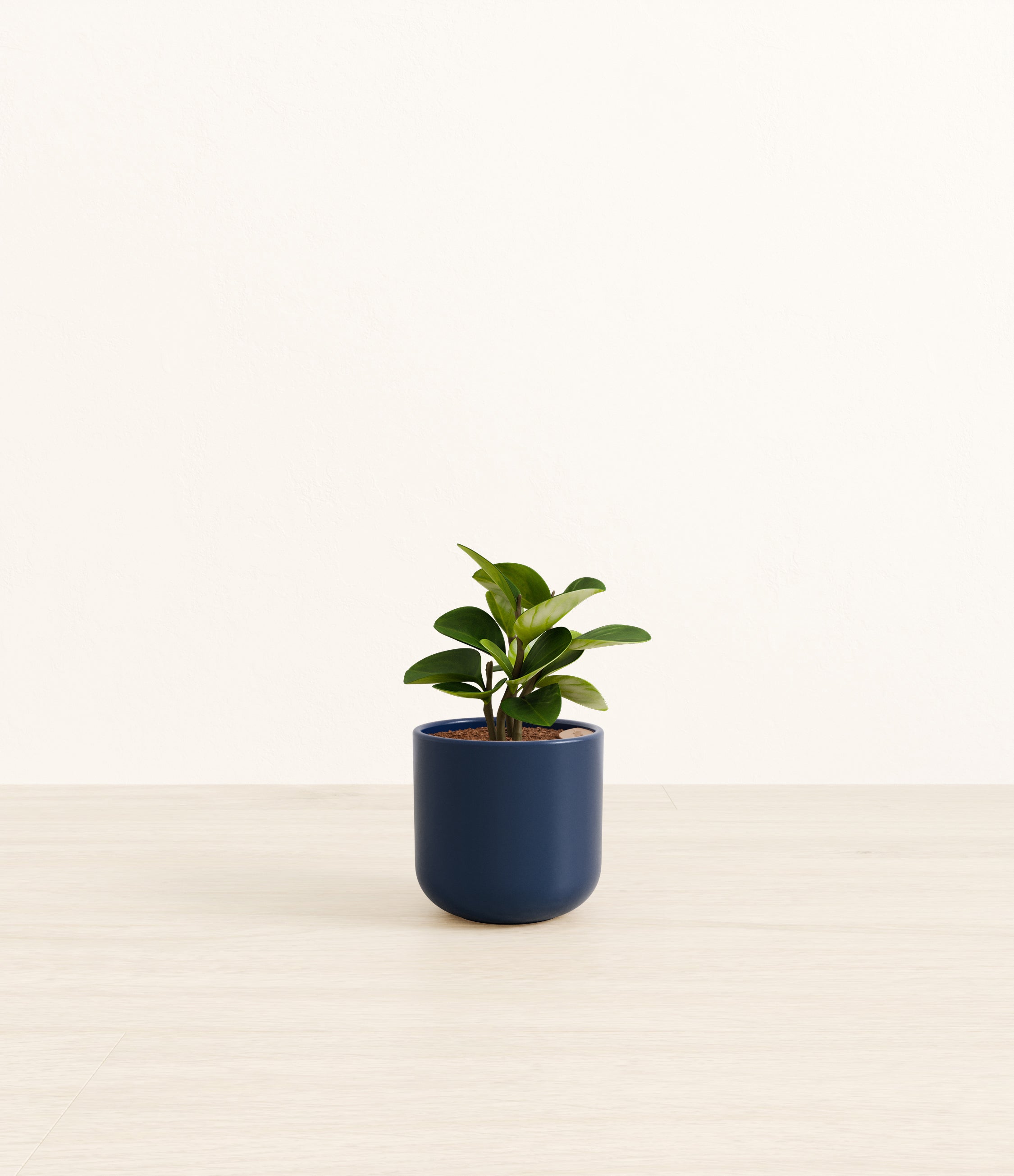 Peperomia plant