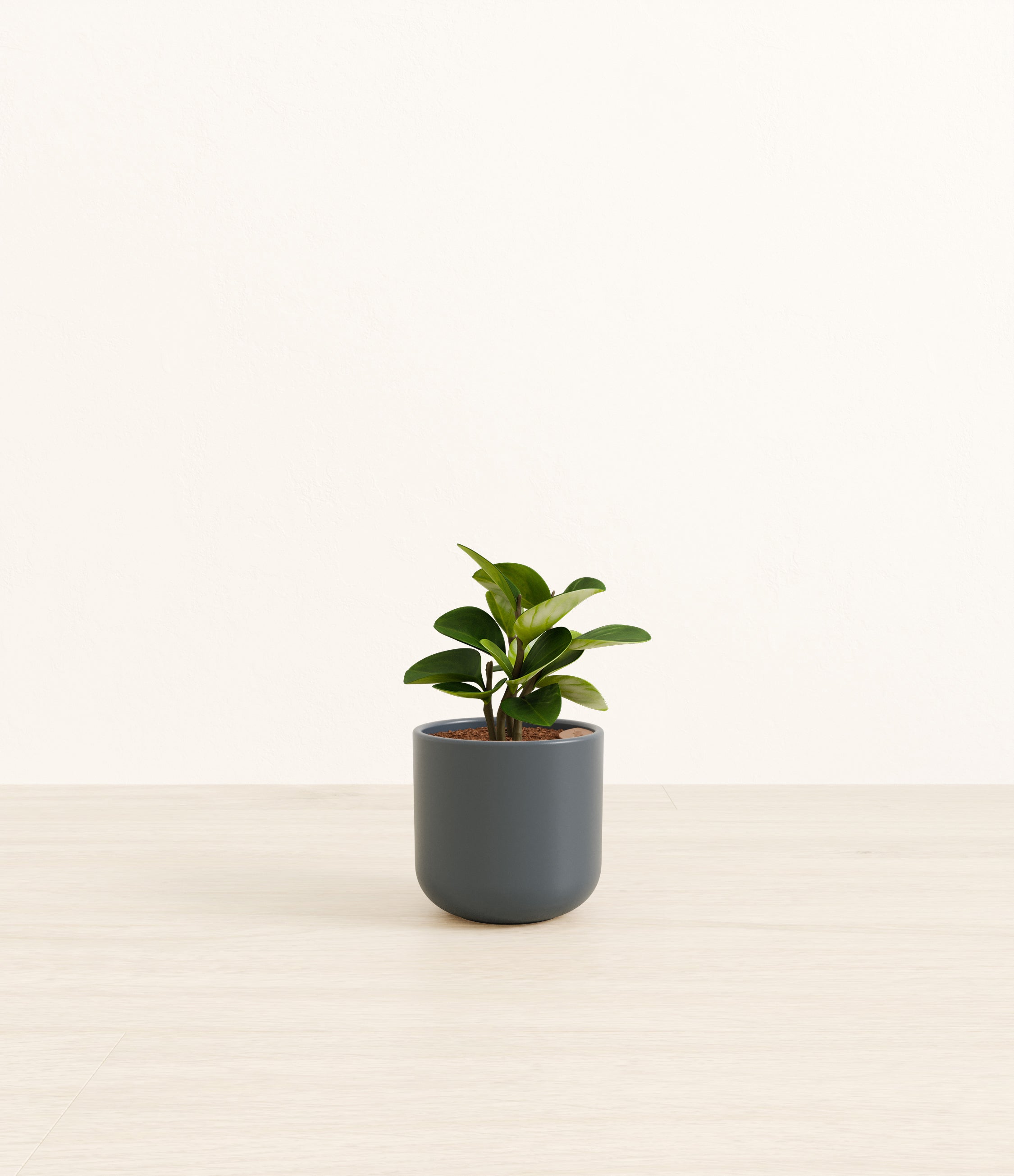 Peperomia plant