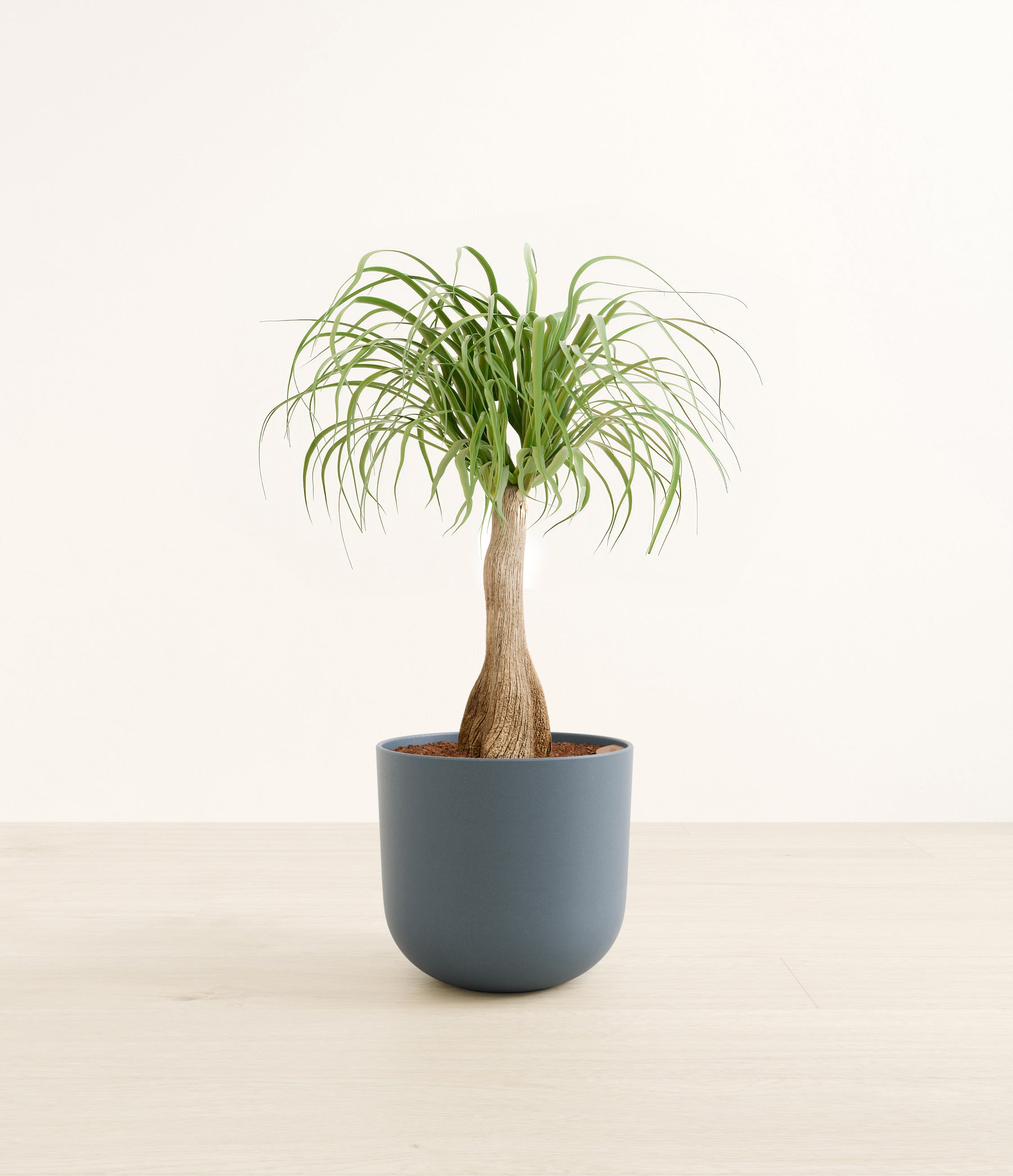 Ponytail Palm plant