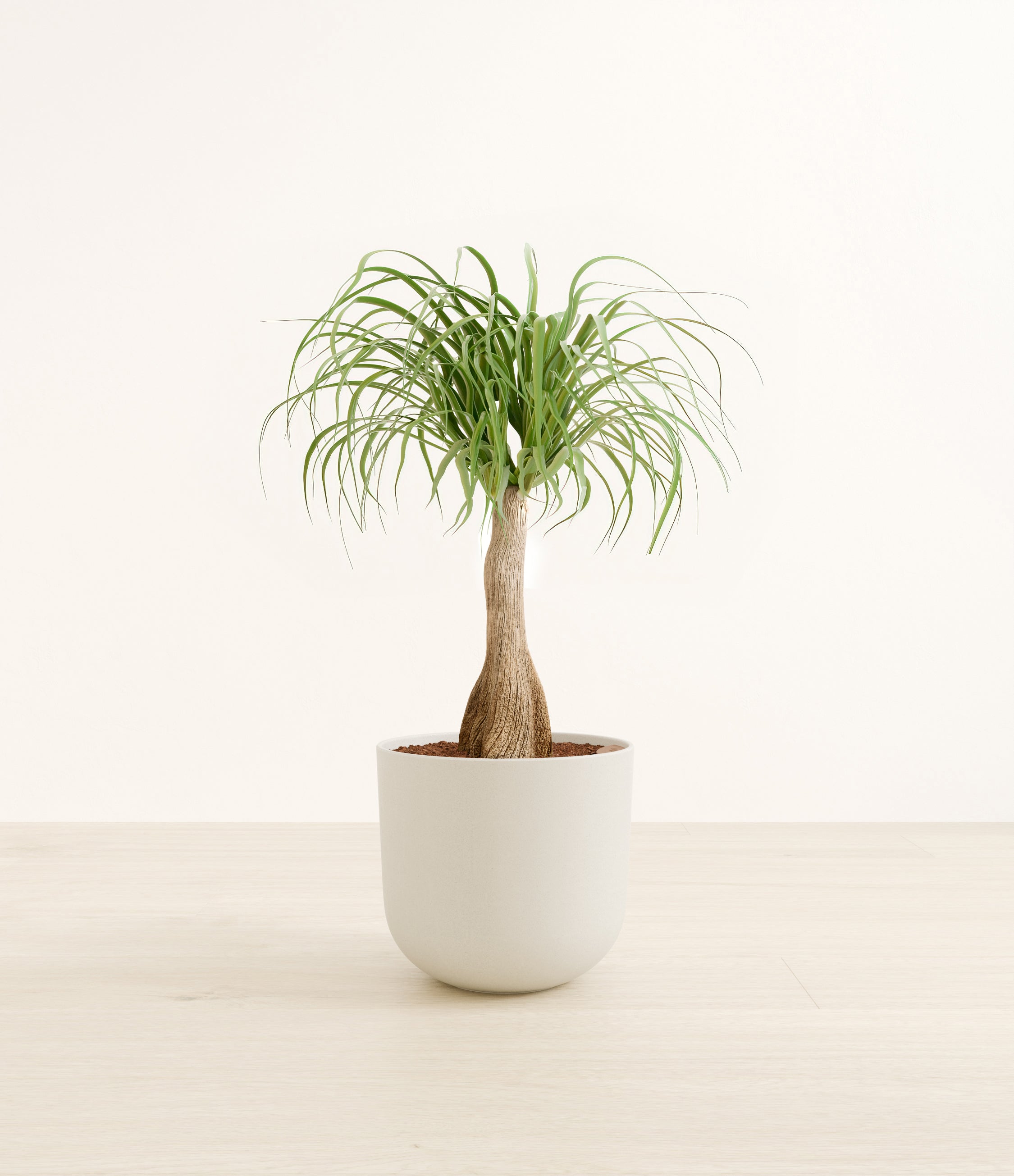 Ponytail Palm plant