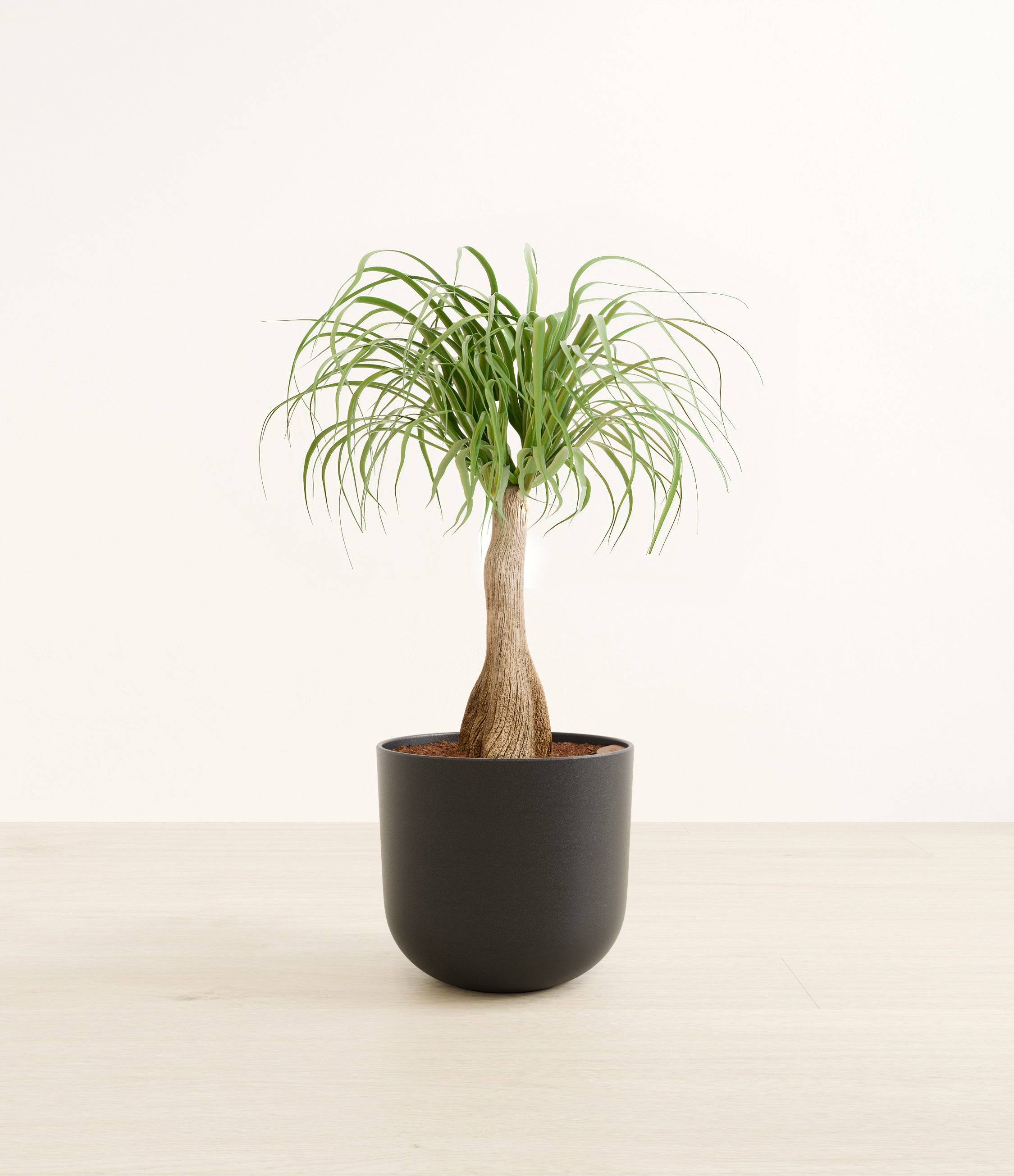 Ponytail Palm plant