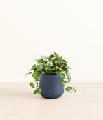 Pothos Global Green plant
