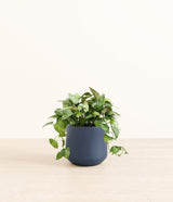 Pothos Global Green plant