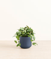 Pothos Global Green plant