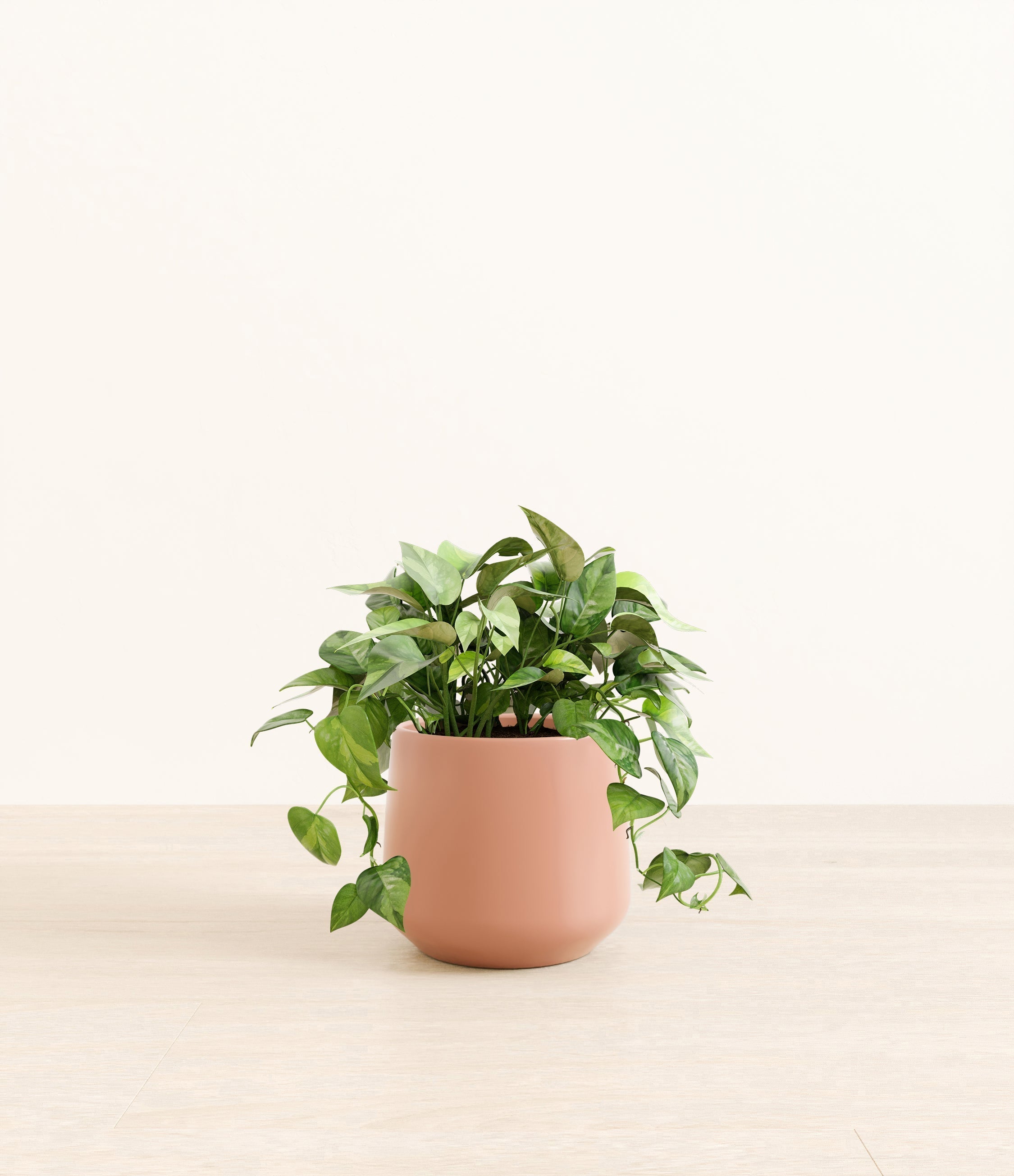 Pothos Global Green plant