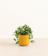 Pothos Global Green plant
