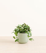 Pothos Global Green plant