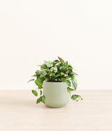 Pothos Global Green plant