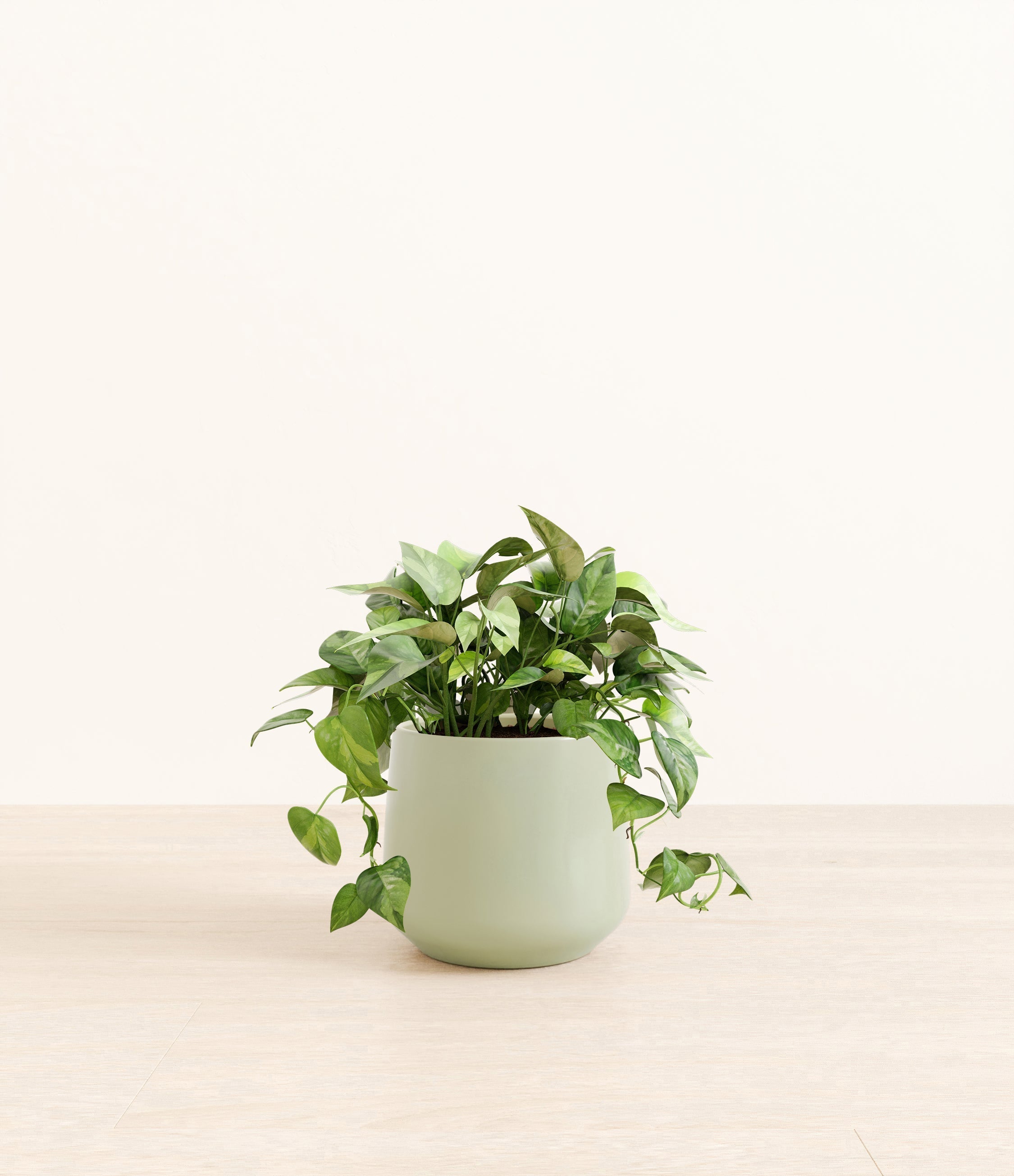 Pothos Global Green plant