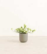 Pothos Njoy plant