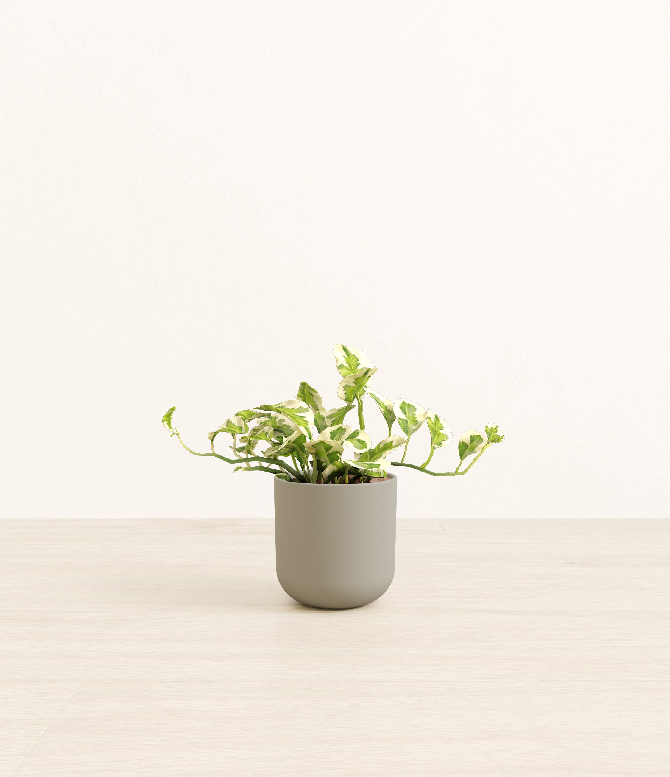 Pothos Njoy plant