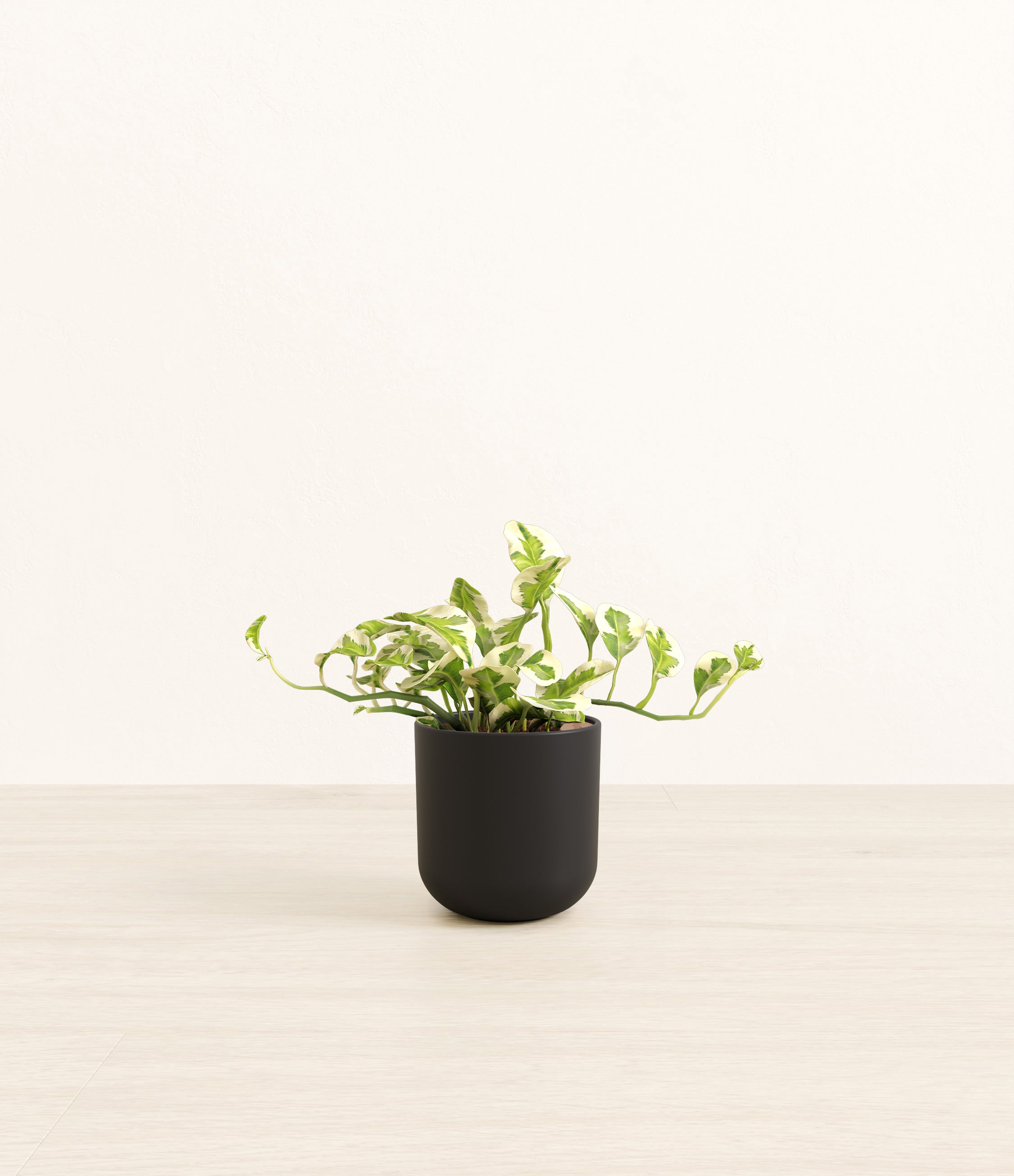 Pothos Njoy plant