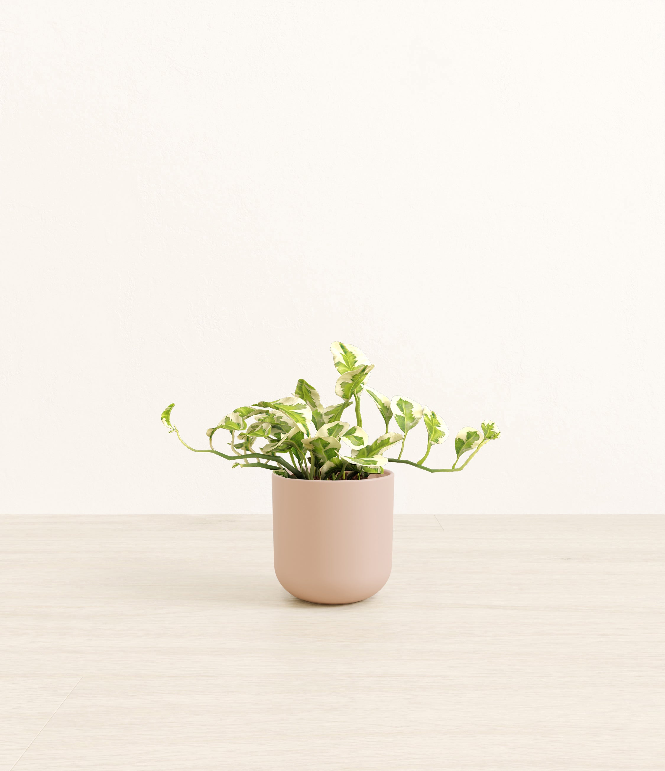 Pothos Njoy plant