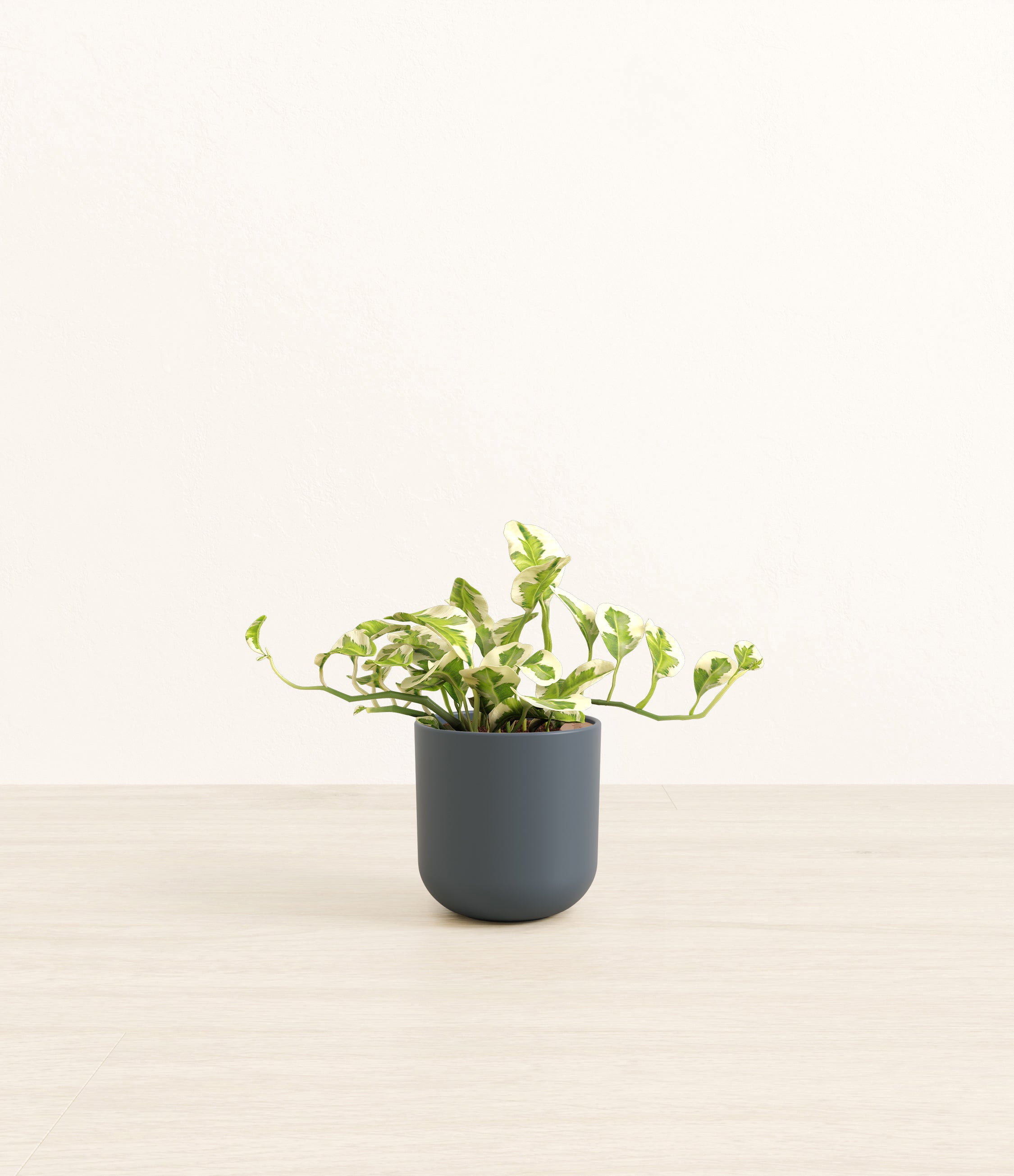 Pothos Njoy plant