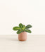 Prayer Plant Lemon Lime plant