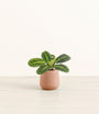 Prayer Plant Lemon Lime plant