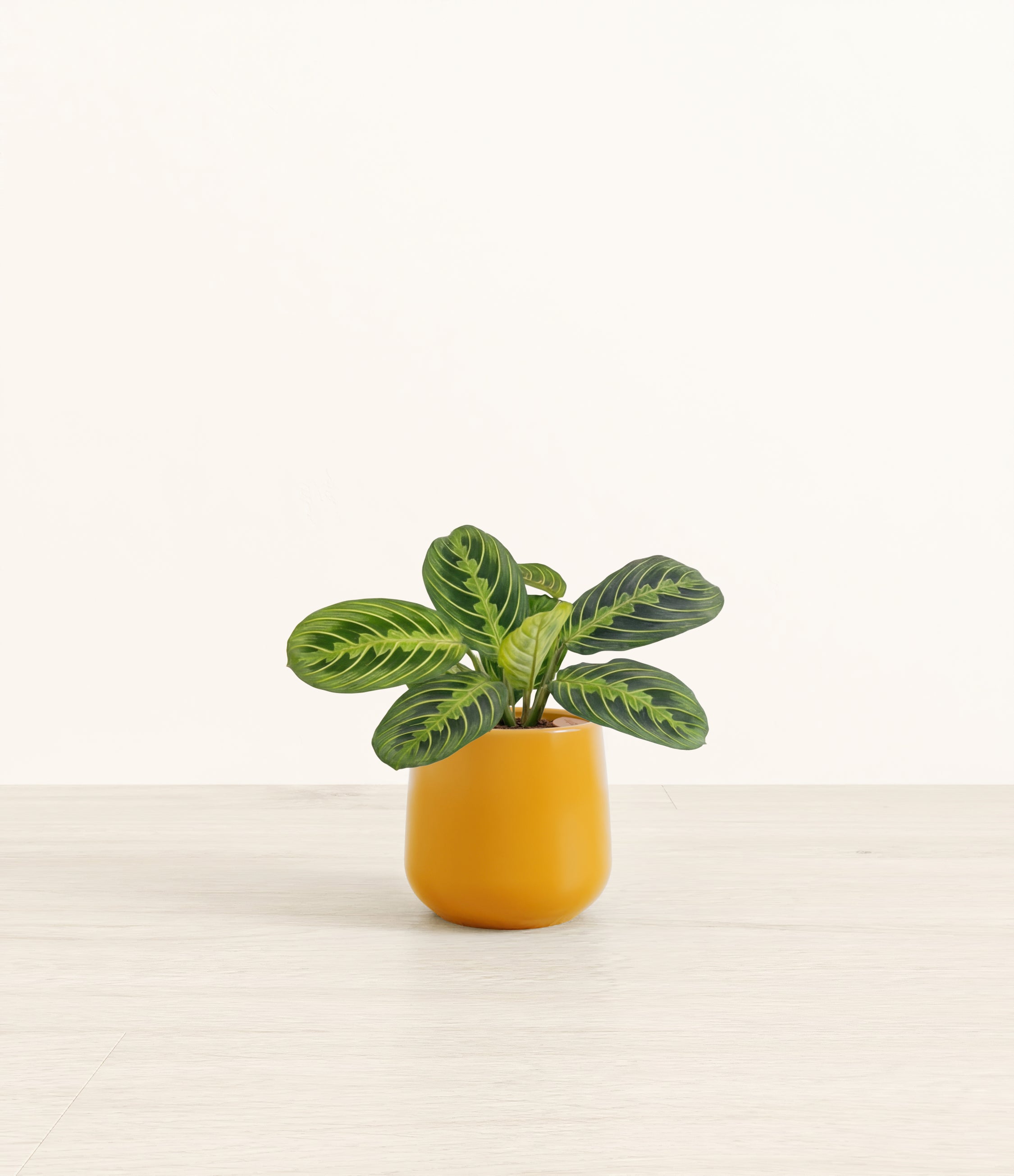 Prayer Plant Lemon Lime plant